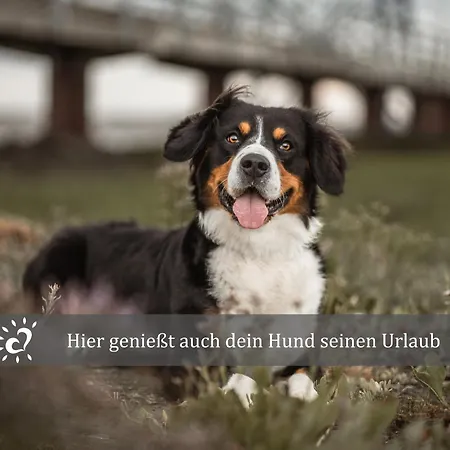 De Prigg Wohlfuehlen Am Nordseedeich Дорум-Нойфельд
